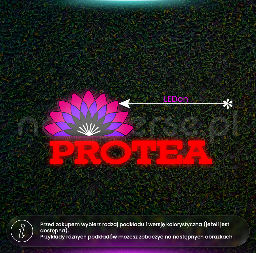 Protea dwa warianty