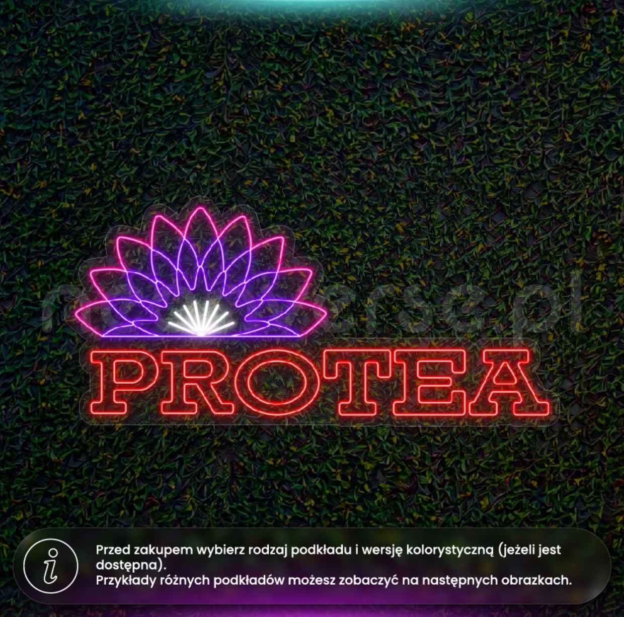 Protea dwa warianty
