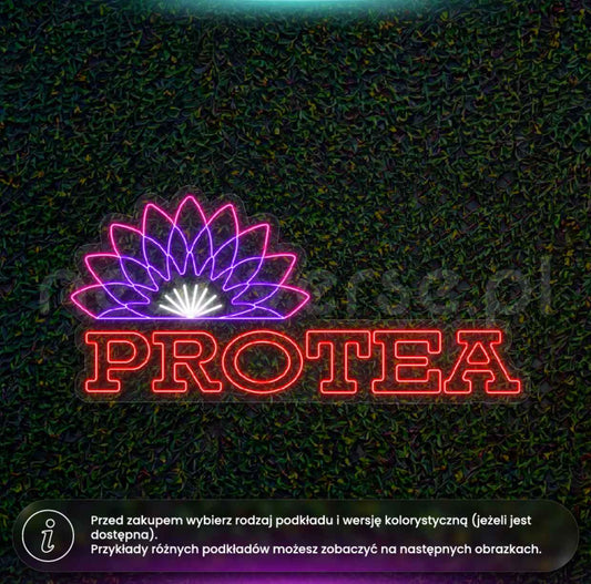 Protea dwa warianty
